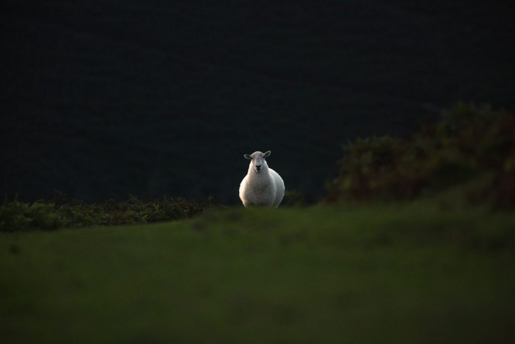 Disclaimer: Not actual icebreaker sheep.