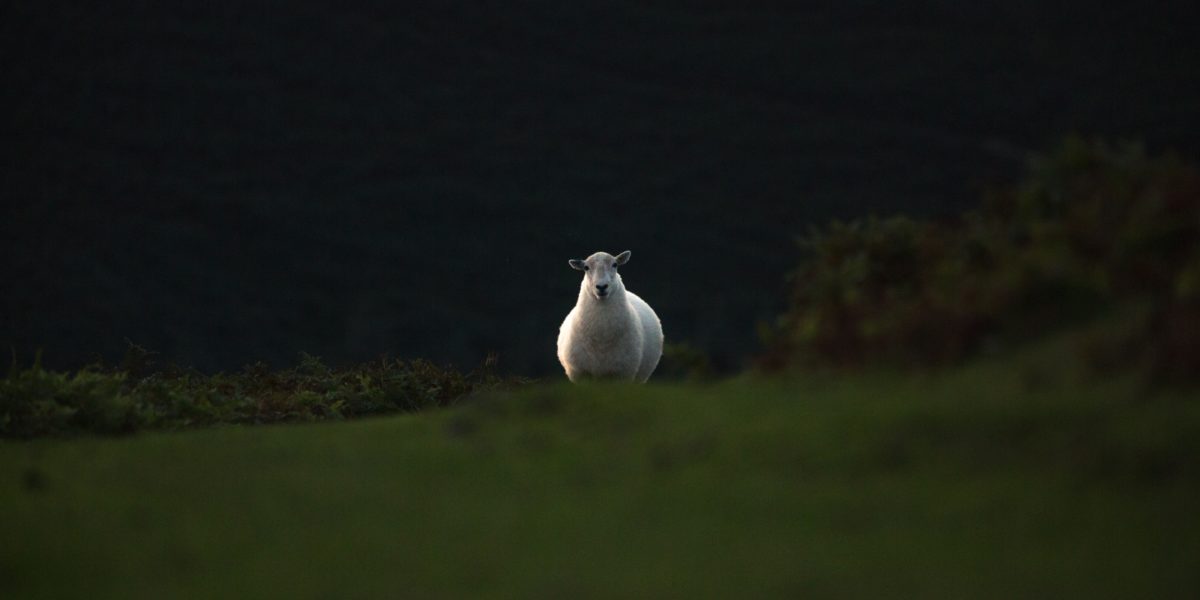 Disclaimer: Not actual icebreaker sheep.